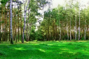 Trójmiejski Park Krajobrazowy oddycha za nas