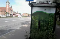 Przystanek zmienił się w leśny zagajnik