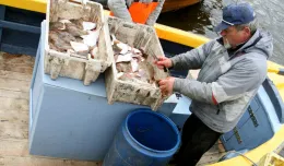 Gdzie w Trójmieście kupić rybę prosto z kutra?