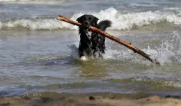 Z psem już wejdziesz na plażę w Sopocie. Sprawdź gdzie i kiedy