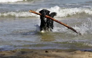 Z psem już wejdziesz na plażę w Sopocie. Sprawdź gdzie i kiedy