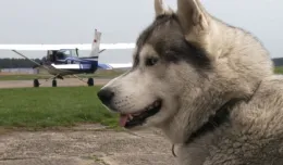 Husky, który uwielbia latać samolotami