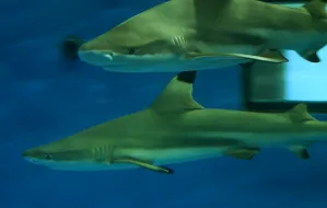 Zobacz rekiny w gdyńskim Akwarium
