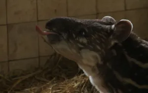 ZOO: mała tapirzyca i szczotkowanie