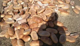 Sterta 150 kg chleba wysypana w trójmiejskim lesie