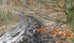 Leśnicy: prawo pozwala na większą eksploatację lasów oliwskich, ale ją ograniczamy