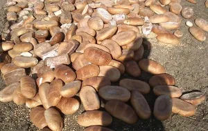 Sterta 150 kg chleba wysypana w trójmiejskim lesie