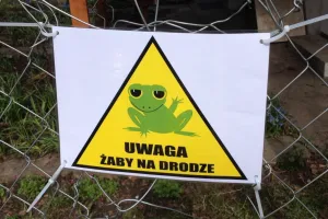 Gdańsk pomaga żabom i ropuchom