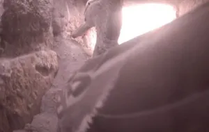 Kaczka dziwaczka zamieszkała 20 m nad ziemią
