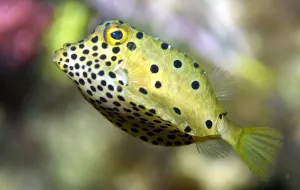 Akwarium sprowadza nowe gatunki i szuka pieniędzy na rozwój