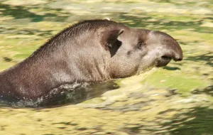 Wyścig o wodę: tapiry kontra hipopotamy