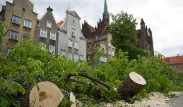 W centrum Gdańska wycięto szpaler drzew. Zamiast nich powstanie kamienica?
