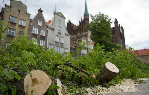 W centrum Gdańska wycięto szpaler drzew. Zamiast nich powstanie kamienica?
