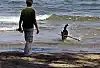 Pies na plaży: przepisów nikt nie respektuje