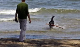 Pies na plaży: przepisów nikt nie respektuje