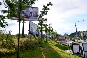 Urzędnicy przegrali w sądzie. Przesadzą drzewa?