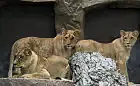 Lew Arco zagryzł młodą lwicę Berghi