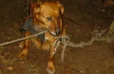 Pies porzucony na śmierć na mrozie