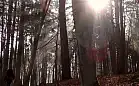Spacer po leśnych zakamarkach Sopotu
