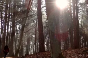 Spacer po leśnych zakamarkach Sopotu