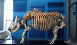 Zobacz szkielety dużych ssaków