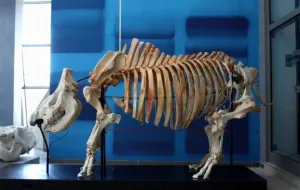 Zobacz szkielety dużych ssaków