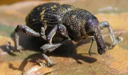 Leśnicy walczą z chrząszczem. Ludzie na tym nie ucierpią