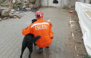 Takie psy pomagają teraz w Nepalu