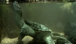 Szczotkowanie groźnego żółwia
