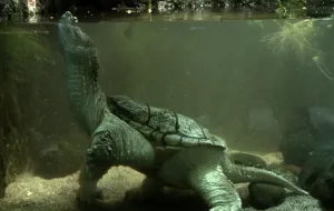 Szczotkowanie groźnego żółwia