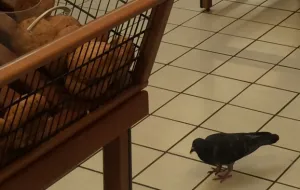 Jak się pozbyć gołębi ze sklepu?