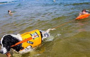 Psy wcielą się w role ratowników wodnych