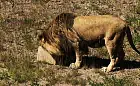 Czy lwy pomogą pobić rekord frekwencji w ZOO?