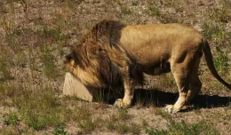 Czy lwy pomogą pobić rekord frekwencji w ZOO?