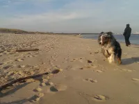 W Gdańsku można wejść na plażę z psem niemal wszędzie poza kąpieliskami