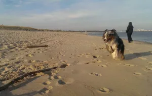 W Gdańsku można wejść na plażę z psem niemal wszędzie poza kąpieliskami