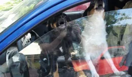 Policjanci wybili szybę, by wyjąć psa z auta