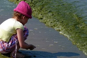 Sinice w piątek zaatakowały gdyńskie plaże