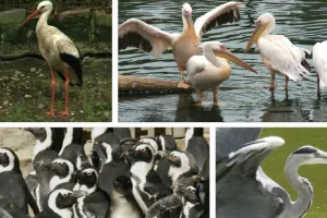 Wojna ptasich gangów w ZOO