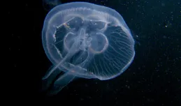 Czy bałtyckie meduzy mogą poparzyć?