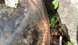 Półmetrowy wąż pełzał po Brzeźnie