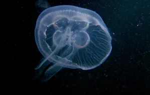 Czy bałtyckie meduzy mogą poparzyć?