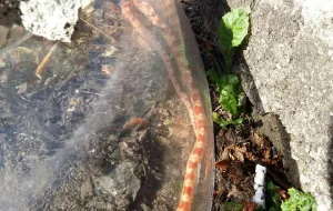 Półmetrowy wąż pełzał po Brzeźnie