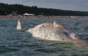 Martwy wieloryb przy plaży w Stegnie