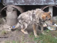 Schorowany pies na metrowym łańcuchu mieszkał w beczce