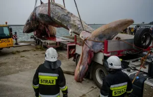 Ciało wieloryba wyciągnięto z wody w Helu