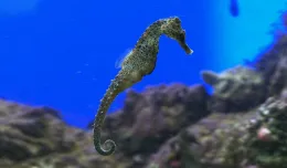 Koniki morskie kontra ryby-brzytwy