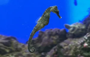Koniki morskie kontra ryby-brzytwy