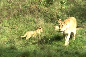 Zaprezentowano lwiątka w ZOO