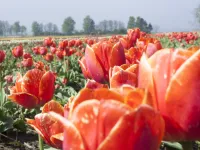 Gdańsk rozdaje cebulki tulipanów i krokusów
